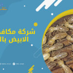 شركة مكافحة النمل الابيض بالرياض